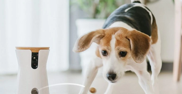 Facts About Owning A Pet At Home: Pet Camera