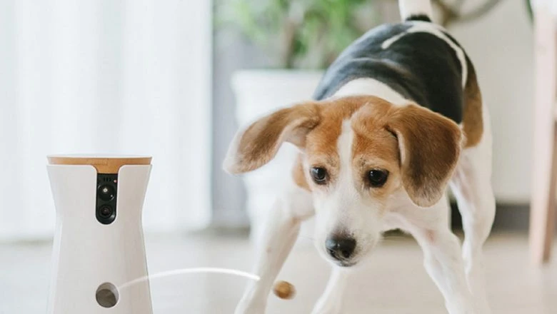 Facts About Owning A Pet At Home: Pet Camera