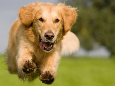 How To Become the Best Fur Parent