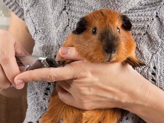Is it possible to train your Guinea Pig – 6Tips