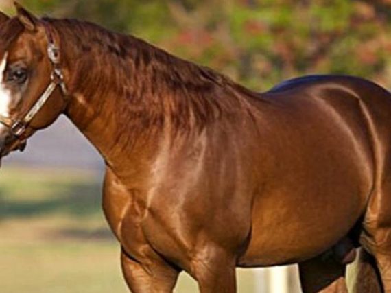 5 of the Fastest Horse Breeds