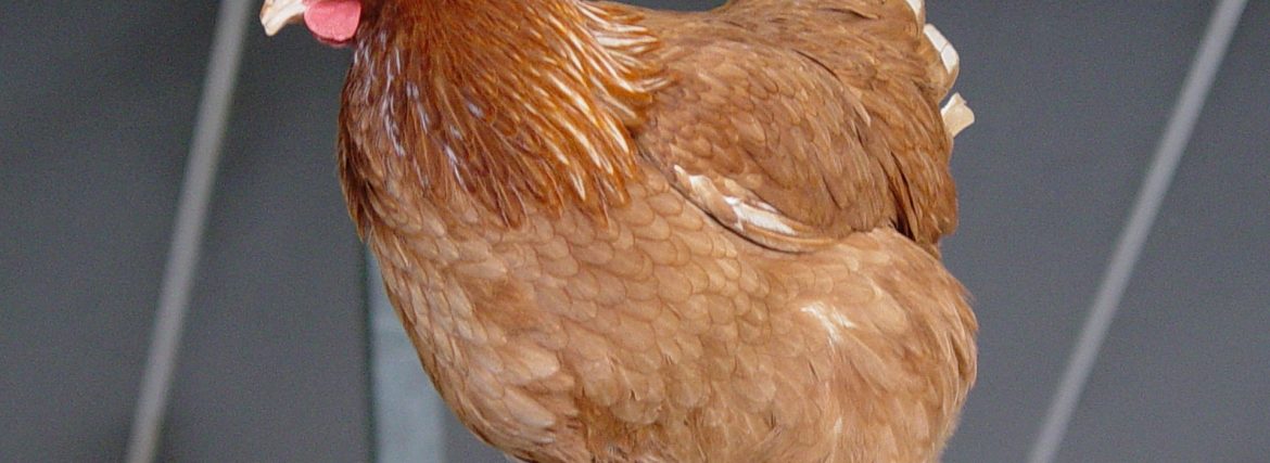 Best Outlet to Patronize For a Chicken Feeder