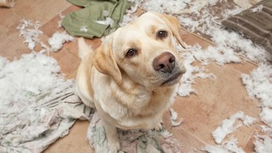6 Ways to Treat Dog Separation Anxiety