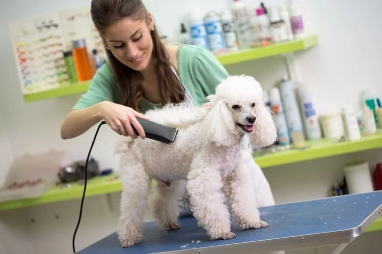 How to Groom Your Pet Perfectly At Home