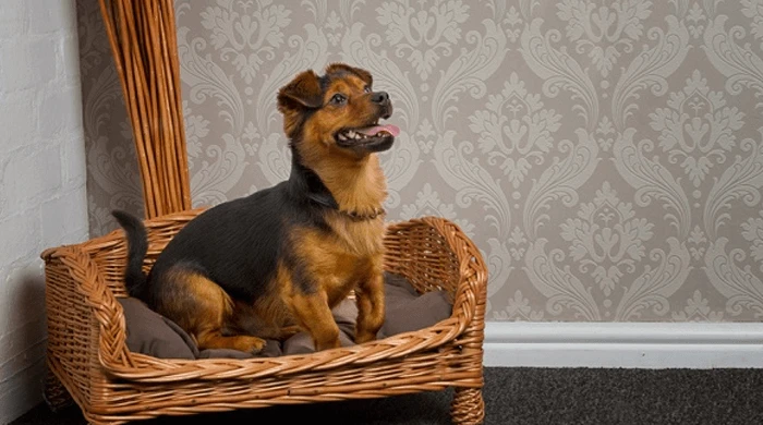 Select The Best One Wicker Dog Beds