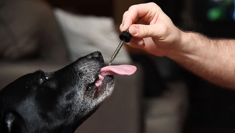 Which Is The Best Site To Know About Pet’s Medicine?