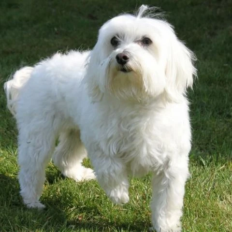 Maltese Dog Breeds – Facts and Personality Traits