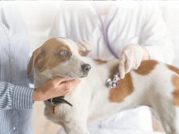 Pets Need Wellness Checks Too
