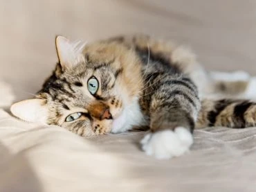 Get Appointment In The Best Cat Grooming Near Me