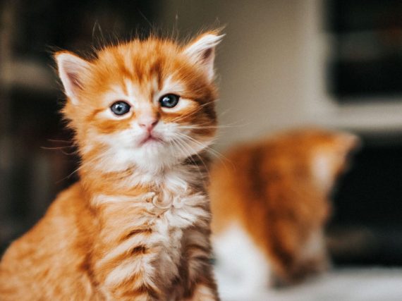 Insight Into the Mobile Pet Grooming Hialeah